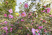 Camellia williamsii 'Mary Phoebe Taylor', in bloom