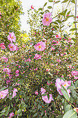 Camellia williamsii 'Mary Phoebe Taylor', in bloom