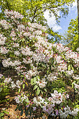 Rhododendron 'Mrs Charles Pearson', in bloom
