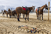 Polo tournament on the beach at Calais, Côte d'Opale, Pas de Calais, France