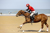 Polo tournament on the beach at Calais, Côte d'Opale, Pas de Calais, France
