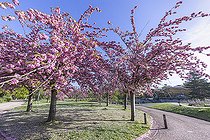 La Vallée aux Fleurs, Parc Floral Vincennes, Paris, France