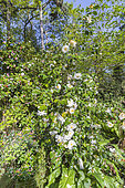 Japanese Camellia, Camellia japonica 'Moonlight Bay', in bloom