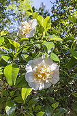 Japanese Camellia, Camellia japonica 'Duchesse Decazes White', in bloom