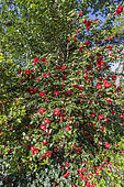 Camellia du Japon, Camellia japonica 'Adolphe Audusson', Breeder: Guichard (FRA) 1910, in bloom
