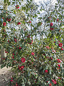 Japanese Camellia, Camellia japonica 'Madame Picouline', BEL 1850, in bloom