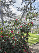 Japanese Camellia, Camellia japonica 'Madame Picouline', BEL 1850, in bloom