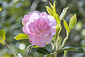 Camellia williamsii 'Gay Time', flower