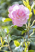 Camellia williamsii 'Gay Time', flower