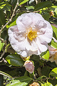 Japanese Camellia, Camellia japonica 'Moonlight Bay', flowers