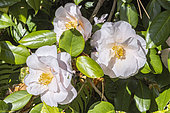 Japanese Camellia, Camellia japonica 'Moonlight Bay', flowers