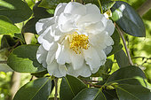 Japanese Camellia, Camellia japonica 'Chapelle de Lucs', Thoby (FRA) 1993, Flower