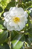 Japanese Camellia, Camellia japonica 'Chapelle de Lucs', Thoby (FRA) 1993, Flower