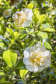 Japanese Camellia, Camellia japonica 'Duchesse Decazes White', in bloom