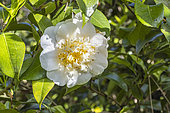 Japanese Camellia, Camellia japonica 'Duchesse Decazes White', in bloom