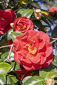 Camellia du Japon, Camellia japonica 'Adolphe Audusson', Breeder: Guichard (FRA) 1910, in bloom