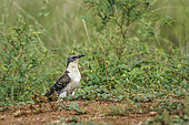 Great Spotted Cuckoo (Clamator glandarius) standing ground level in grass in Kruger National park, South Africa