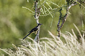 Pied Cuckoo (Clamator jacobinus) standing side view on a branch in Kruger National park, South Africa
