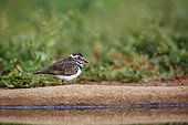 Three banded Plover (Charadrius tricollaris) standing along waterhole in Kruger National park, South Africa