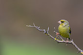 Greenfinch (Chloris chloris) on a branch, Parc naturel régional du Perche, France