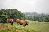 Limousin bulls in the meadow of a Limousin bocage, France