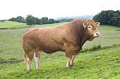 Limousin bull in the meadow of a Limousin bocage, France