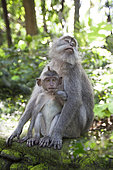 Long-tailed macaque (Macaca fascicularis), female with young, equatorial forest, Indonesia