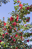 Japanese Camellia, Camellia japonica 'Bella Lambertii', Italy 1851, in bloom