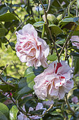 Japanese Camellia, Camellia japonica 'Mabel Bryan', USA 1962, flowers