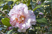 Japanese Camellia, Camellia japonica 'Mabel Bryan', USA 1962, flowers