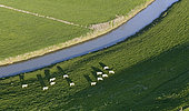Aerial view of a herd of Charolais cows grazing in a meadow in the Seille valley in Moselle, France.