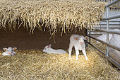 Charolais calves insulating in private stalls with straw-covered shelters for animal comfort, stabling in a livestock building, France