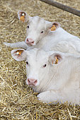 Charolais calves isolating themselves in private stalls for animal comfort, stabling in a livestock building, France