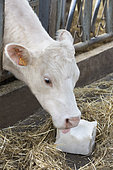 Charolais cow at the feed fence licking a salt stone to take advantage of the benefits of these minerals.