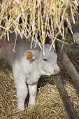 Charolais calf insulating in private stall with straw-covered shelter for animal comfort, stabling in a livestock building, France