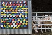 Display of prizes and awards won in agricultural competitions on the door of a barn housing Charolais cows, the result of good selection and genetic performance. France