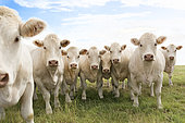 Homogeneous group of Charolais heifers on pasture, suckler cow farm, France