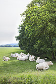 Charolais cows in the shade of a row of trees, ruminating in a meadow, France