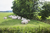 Charolais cows in the shade of a row of trees, ruminating in a meadow, France
