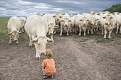 Farmer's grandson facing a herd of fearless Charolais cows