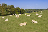 Herd of Charolais cows lying peacefully on the grass at the edge of a forest, with a bull in the center, France