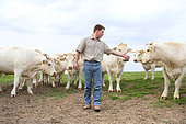Young farmer with his herd of Charolais cows in the pasture, France