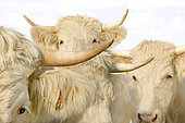 Portraits of horned Charolais cows outdoors
