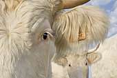Portraits of horned Charolais cows outdoors