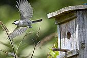 Marsh tit (Poecile palustris) in flight in front of its nesting box