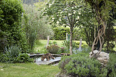 Red fox (Vulpes vulpes) drinking from a garden pond