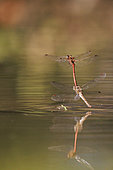 Vagrant darter (Sympetrum vulgatum) female laying her eggs directly in the water of a pond, "watched" by the male, who holds her by the head with his anal appendages, just after mating, Vaucluse, France