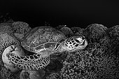 Green turtle (Chelonia mydas) resting on a coral spatula on the small drop-off at N'Gouja beach, Mayotte