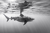 Magnificent tiger shark (Galeocerdo cuvier) off Mayotte Island.