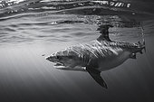 Black and white encounter with a magnificent tiger shark (Galeocerdo cuvier) off Mayotte.